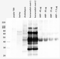 HRP | Horseradish peroxidase in the group Antibodies Plant/Algal / Environmental Stress / Oxidative stress at Agrisera AB (Antibodies for research) (AS16 3951)